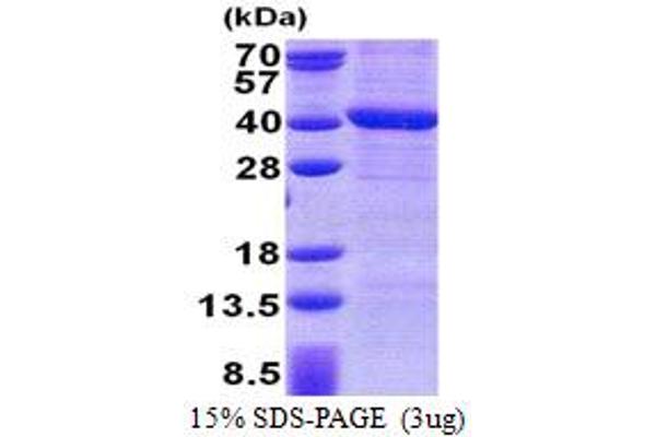 PPP4C Protein (AA 1-307) (His tag)