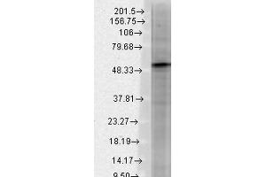 Western Blot analysis of Rat brain membrane lysate showing detection of GABA A Receptor protein using Mouse Anti-GABA A Receptor Monoclonal Antibody, Clone S87-25 . (GABRA1 anticorps  (AA 370-433) (APC))