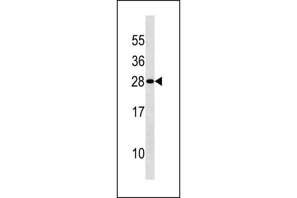 Density Regulated Protein anticorps  (AA 47-76)