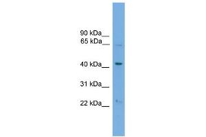 WB Suggested Anti-PODXL2 Antibody Titration:  0. (PODXL2 anticorps  (N-Term))