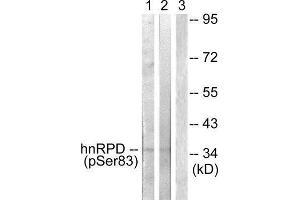 Western Blotting (WB) image for anti-Heterogeneous Nuclear Ribonucleoprotein D (HNRNPD) (pSer83) antibody (ABIN1847381) (HNRNPD/AUF1 anticorps  (pSer83))