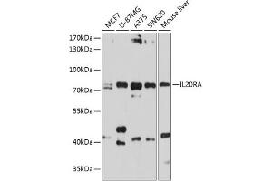 Western blot analysis of extracts of various cell lines, using IL20RA antibody (ABIN6129281, ABIN6142355, ABIN6142356 and ABIN6214512) at 1:1000 dilution. (IL20RA anticorps)