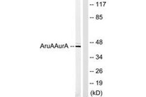 Western Blotting (WB) image for anti-Aurora Kinase A (AURKA) (AA 311-360) antibody (ABIN2888907) (Aurora A anticorps  (AA 311-360))