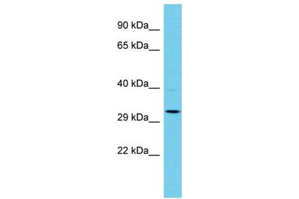 AP1AR anticorps  (C-Term)