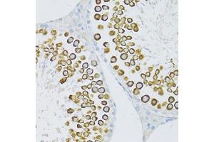 Immunohistochemistry of paraffin-embedded rat testis using PIWIL1 antibody. (PIWIL1 anticorps)