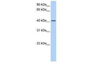 TMEM144 antibody used at 1 ug/ml to detect target protein. (TMEM144 anticorps  (Middle Region))