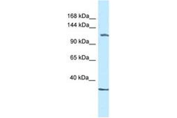 ZBTB38 anticorps  (AA 1074-1123)