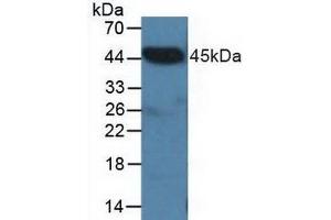 Western blot analysis of Pig Heart Tissue. (CTBP2 anticorps  (C-Term))