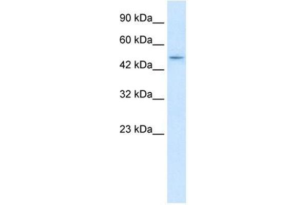 ZBTB47 anticorps  (N-Term)