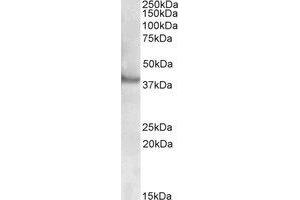 Western Blotting (WB) image for anti-Receptor-Associated Protein of The Synapse (RAPSN) (N-Term) antibody (ABIN2464846) (RAPSN anticorps  (N-Term))