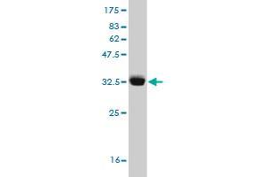 Western Blotting (WB) image for anti-Histone Cluster 1, H3d (HIST1H3D) (AA 1-60) antibody (ABIN563599)