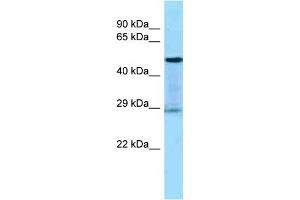 Host:  Rabbit  Target Name:  KLK3  Sample Tissue:  Human THP-1 Whole Cell  Antibody Dilution:  1ug/ml (Prostate Specific Antigen anticorps  (Middle Region))