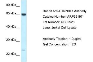 Western Blotting (WB) image for anti-Catenin, beta Like 1 (CTNNBL1) (C-Term) antibody (ABIN970479) (CTNNBL1 anticorps  (C-Term))
