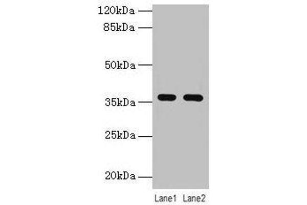 LYPD3 anticorps  (AA 31-326)