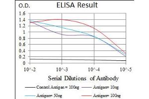 Image no. 4 for anti-RAP1A, Member of RAS Oncogene Family (RAP1A) antibody (ABIN1500594) (RAP1A anticorps)