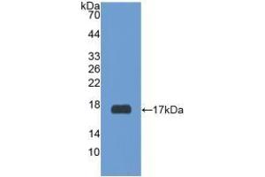 RXFP1 anticorps  (AA 260-409)