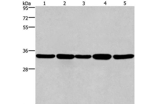 E2F6 anticorps