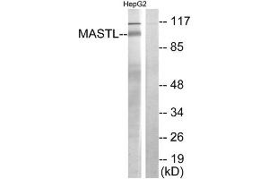 Western Blotting (WB) image for anti-Microtubule Associated serine/threonine Kinase-Like (MASTL) (C-Term) antibody (ABIN1849905) (MASTL anticorps  (C-Term))