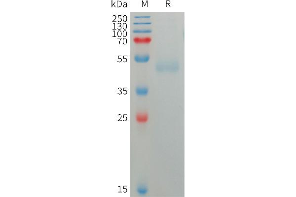 SIRPG Protein (AA 29-364) (His tag)
