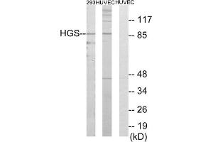 Western blot analysis of extracts from 293 cells and HUVEC cells, using HGS antibody. (HGS anticorps  (Internal Region))