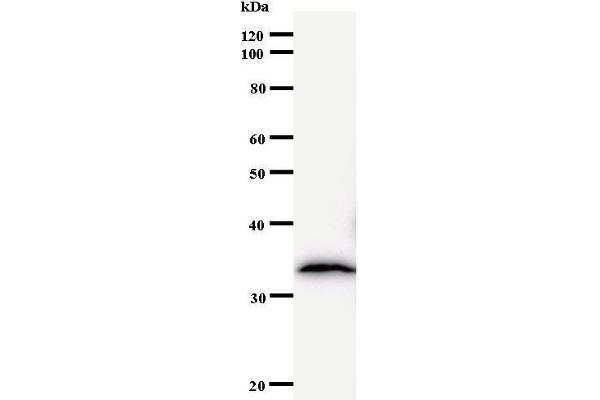 BTAF1 anticorps