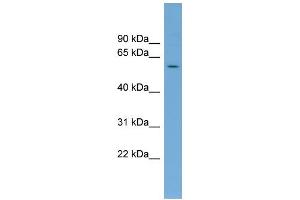 WB Suggested Anti-SAAL1 Antibody Titration: 0. (SAAL1 anticorps  (Middle Region))