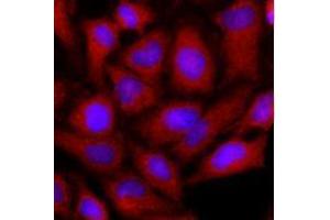 Immunofluorescence (IF) image for anti-Ornithine Aminotransferase (OAT) (AA 33-439) antibody (ABIN487353) (OAT anticorps  (AA 33-439))