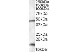 Image no. 1 for anti-RNA Binding Motif Protein 3 (RBM3) (C-Term) antibody (ABIN375136) (RBM3 anticorps  (C-Term))