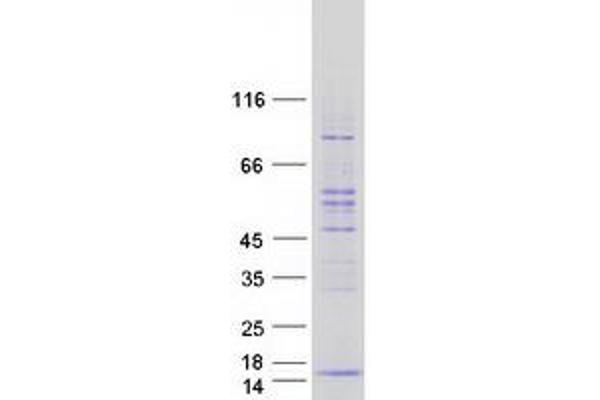 POLR2L Protein (Myc-DYKDDDDK Tag)