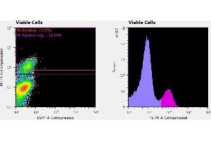 Flowcytometry of huSSECTM cell line overexpressing hFcRn-EGFP labeled with clone ADM31  primary Ab and Texas Red™ conjugated anti-mouse secondary. (FcRn anticorps)