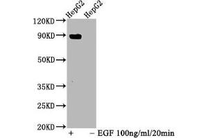 Western Blot Positive WB detected in HepG2 whole cell lysate(treated with EGF or not) All lanes Phospho-STAT5A antibody at 1. (Recombinant STAT5A anticorps  (pTyr694))