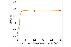 Activity Assay (AcA) image for Vascular Endothelial Growth Factor (VEGF) (Active) protein (ABIN5509472) (VEGF Protéine)