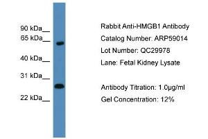 WB Suggested Anti-HMGB1  Antibody Titration: 0. (HMGB1 anticorps  (Middle Region))