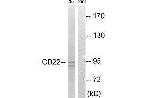 Western Blotting (WB) image for anti-CD22 Molecule (CD22) (Tyr807) antibody (ABIN1848289) (CD22 anticorps  (Tyr807))