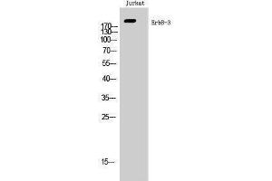 Western Blotting (WB) image for anti-Receptor Tyrosine-Protein Kinase ErbB-3 (ERBB3) (Ser359) antibody (ABIN3184531) (ERBB3 anticorps  (Ser359))
