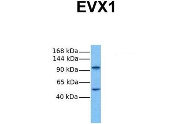 EVX1 anticorps  (N-Term)