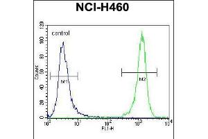 Flow cytometric analysis of NCI-H460 cells (right histogram) compared to a negative control cell (left histogram). (DGKQ anticorps  (C-Term))