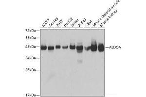 Western blot analysis of extracts of various cell lines using ALDOA Polyclonal Antibody at dilution of 1:1000. (ALDOA anticorps)