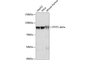 Western blot analysis of extracts of various cell lines, using ST antibody (ABIN7270303) at 1:1000 dilution. (STAT1 anticorps)