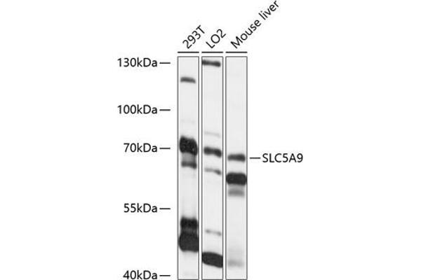 SLC5A9 anticorps  (AA 230-320)