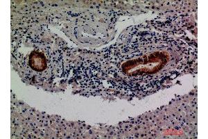 Immunohistochemistry (IHC) analysis of paraffin-embedded Human Liver, antibody was diluted at 1:200. (F13B anticorps)