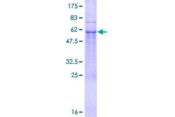 ATP1B2 Protein (AA 1-290) (GST tag)