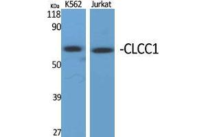 Western Blot (WB) analysis of specific cells using CLCC1 Polyclonal Antibody. (CLCC1 anticorps  (Internal Region))