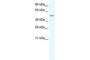 TMEM108 anticorps  (Middle Region)