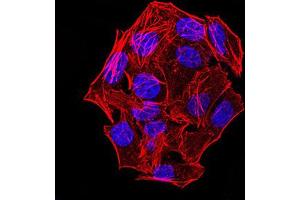 Immunocytochemistry (ICC) image for anti-NLR Family, CARD Domain Containing 4 (NLRC4) (AA 525-538), (pSer533) antibody (ABIN5887180) (NLRC4 anticorps  (pSer533))