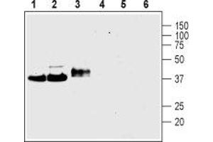 Western blot analysis of rat brain membranes (lanes 1 and 4), mouse brain membranes (lanes 2 and 5) and rat PC12 pheochromocytoma cell line lysate (lanes 3 and 6): - 1-3. (Synaptophysin anticorps  (Intravesicular Loop))