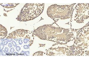 Immunohistochemical analysis of paraffin-embedded mouse testis tissue. (p53 anticorps)