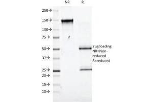 SDS-PAGE Analysis of Purified, BSA-Free CD98 Antibody (clone UM7F8). (SLC3A2 anticorps)