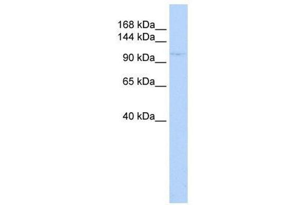 ZBTB11 anticorps  (N-Term)