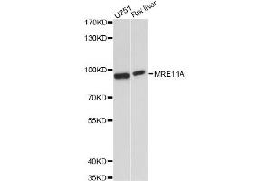 Western blot analysis of extracts of various cell lines, using MRE11A antibody. (Mre11 anticorps)
